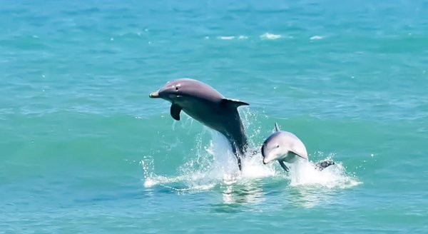 Черное море Анапа дельфины