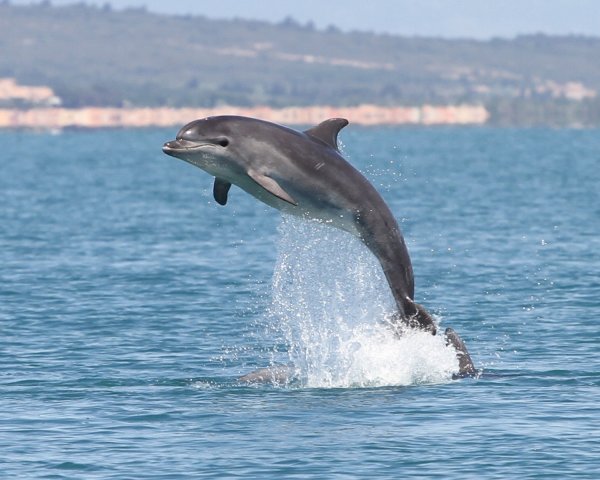 Дельфины афалины черного моря