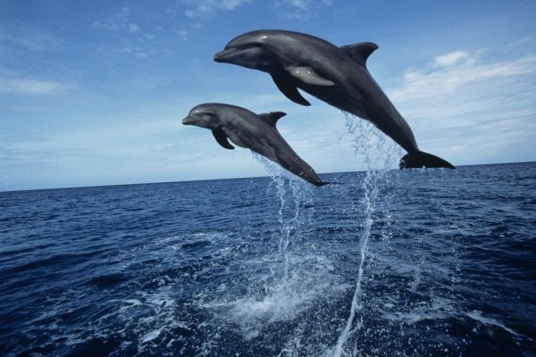 Черноморская Афалина