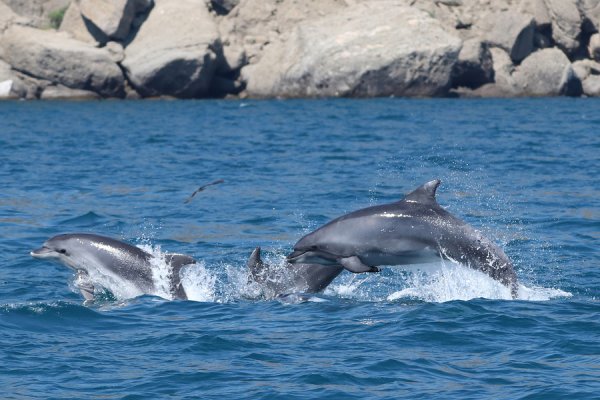 Фото дельфина Афалина в черном море