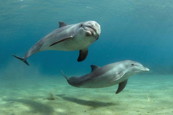 Дельфин в черном море