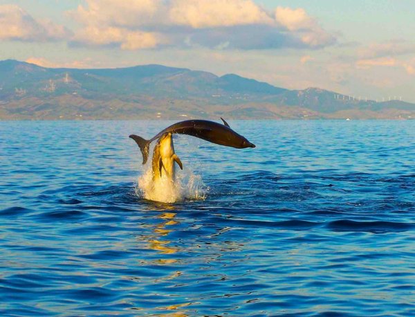 Черноморская Афалина