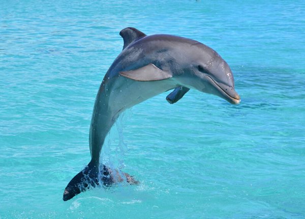 Морские млекопитающие дельфины