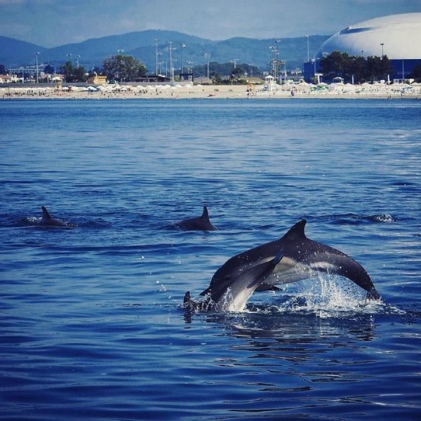 Азовский Дельфин Азовка