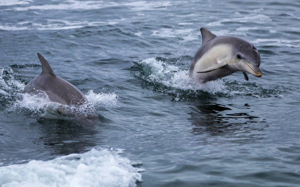 Черное море Анапа дельфины