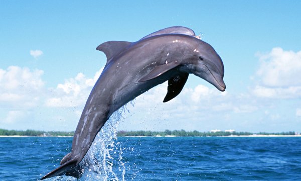 Море пляж дельфины