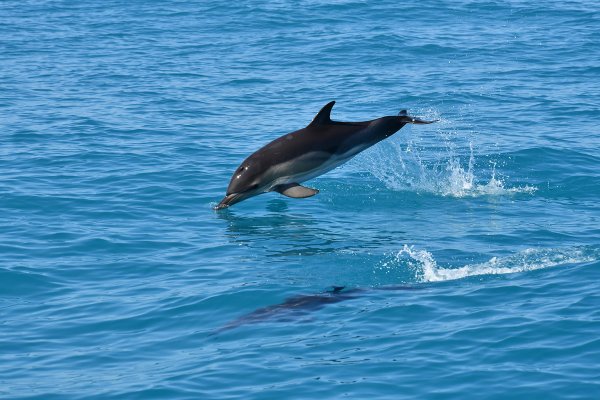 Дельфины афалины черного моря