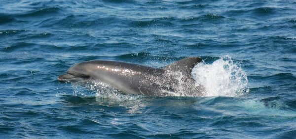 Красивые дельфины