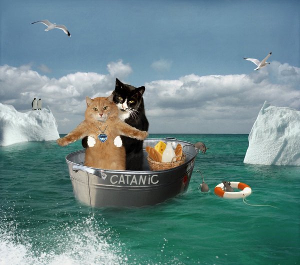 Котенок на море