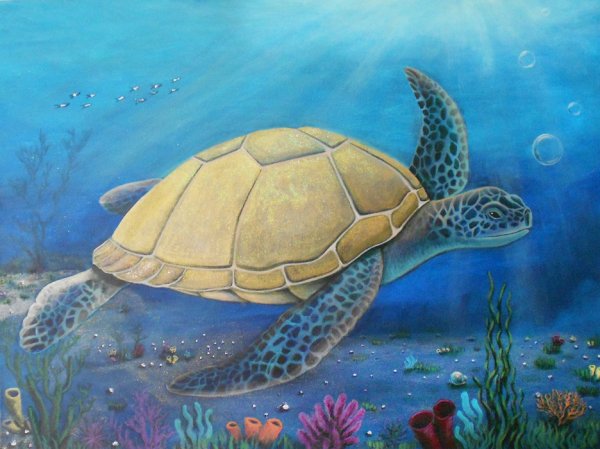 Черепахи сен Санс