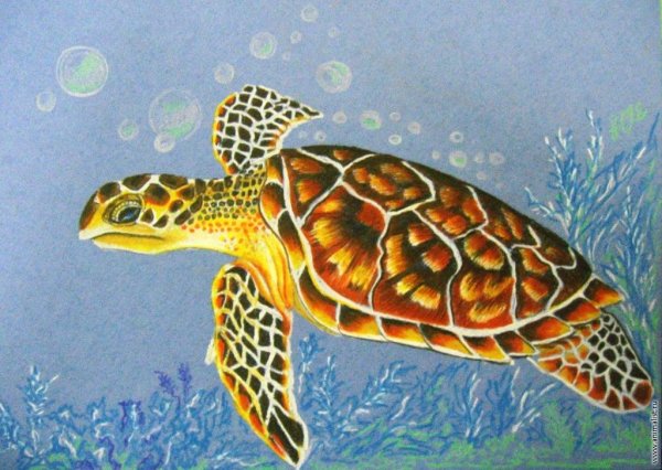 Морская черепаха для детей