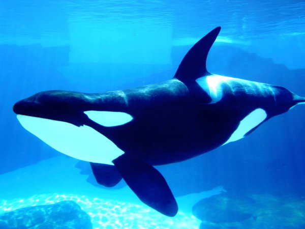 Киты касатки дельфины