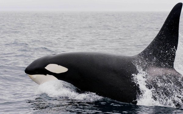 Касатка кит убийца