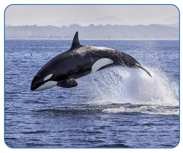 Vs коврик для компьютерной мыши "фауна", "Касатка"