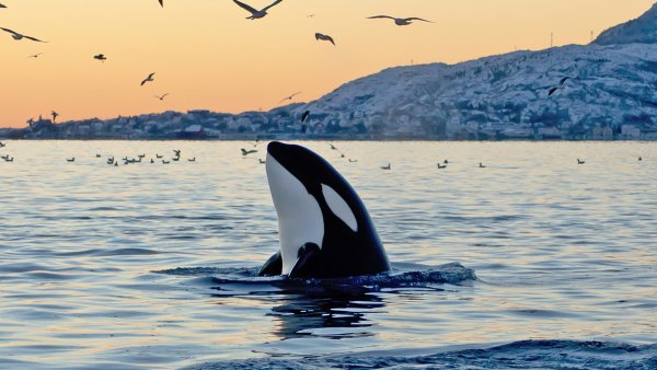 Жители океанов Возвращение к морю