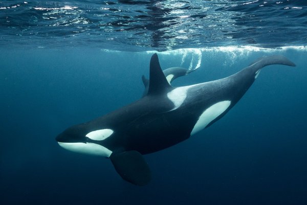 Касатка Арктическая