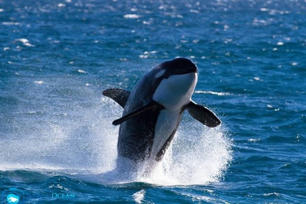 Плач касатки