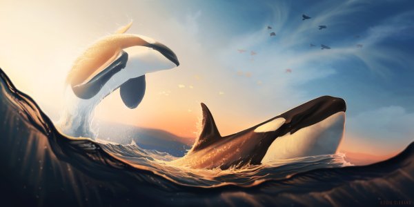 Orca Касатка Касатка