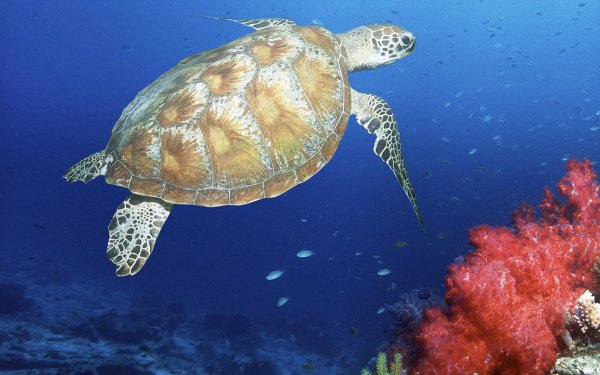 Нектон черепахи