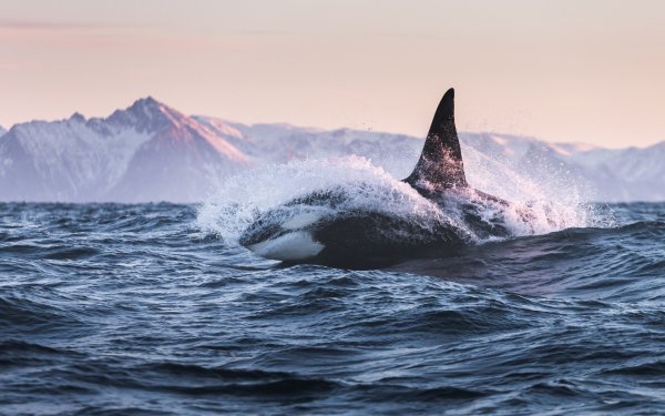 Касатка на фоне гор