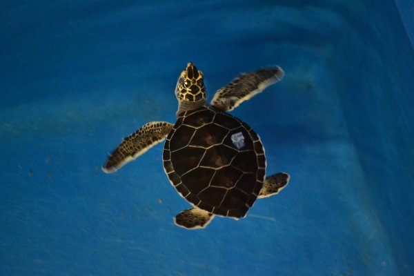 Морские черепахи мультяшные