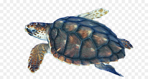 Раскраска черепаха