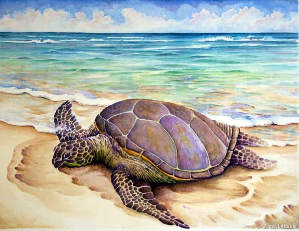 Лагуна черепах Занзибар