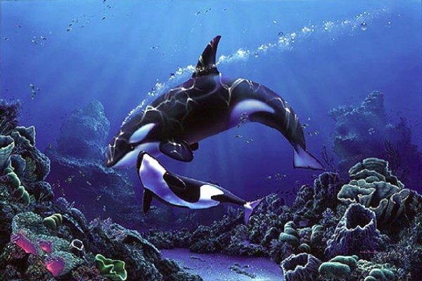 Черный Дельфин Гринда