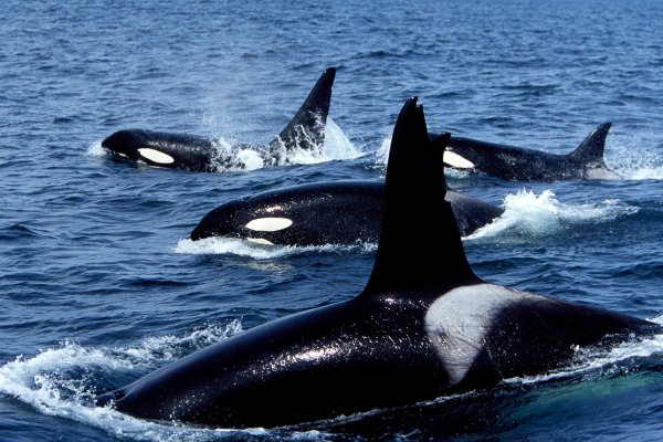 Кит и Касатка и Дельфин