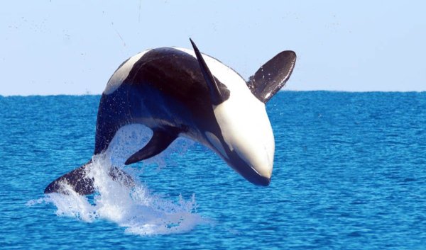 Дальневосточная Плотоядная косатка