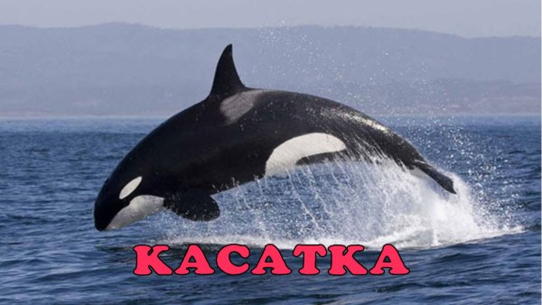 Касатка Дельфин акула