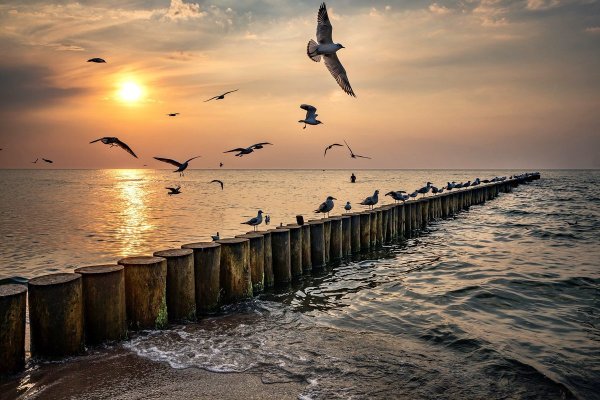 Чайки Балтийского моря