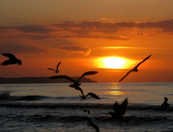 Чайки на закате