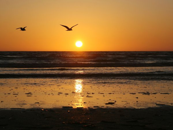 Чайки на закате