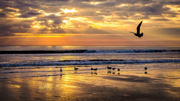 Море Чайки закат