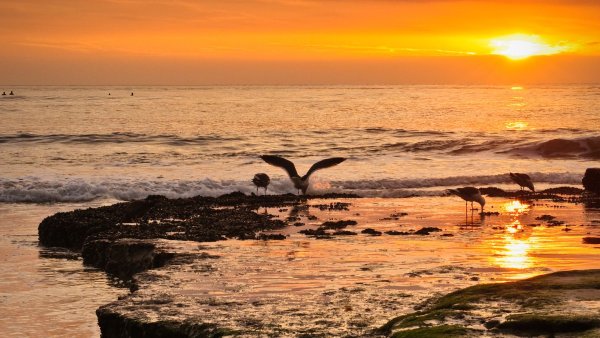 Волны и Чайки на закате