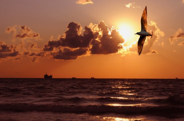 Море Чайки закат