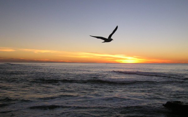 Закат на море с чайками