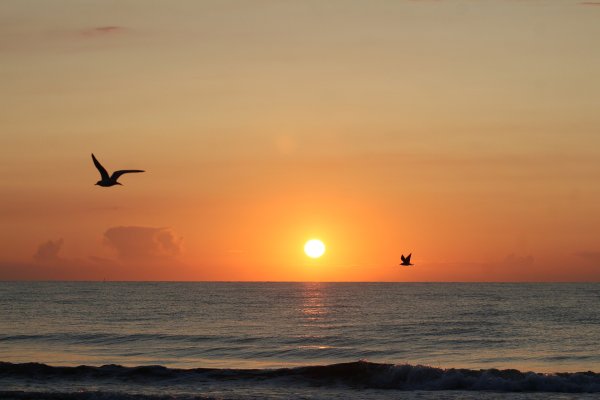 Море Чайки закат