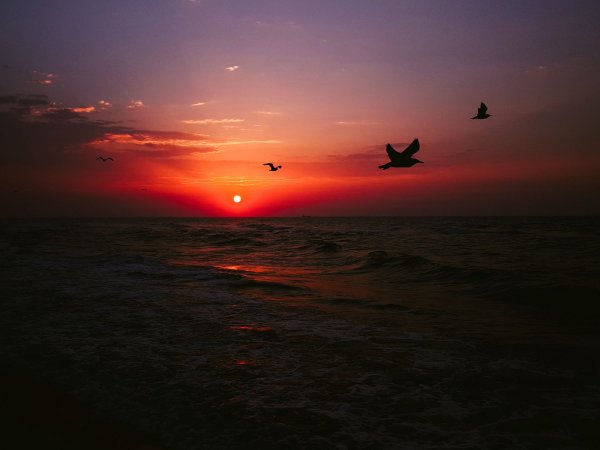 Птицы в небе