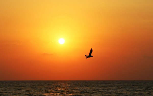 Море Восход Чайки