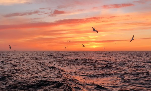 Море Чайки закат