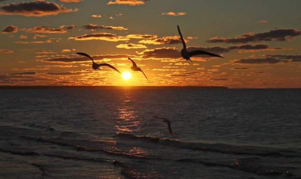 Море солнце Чайки