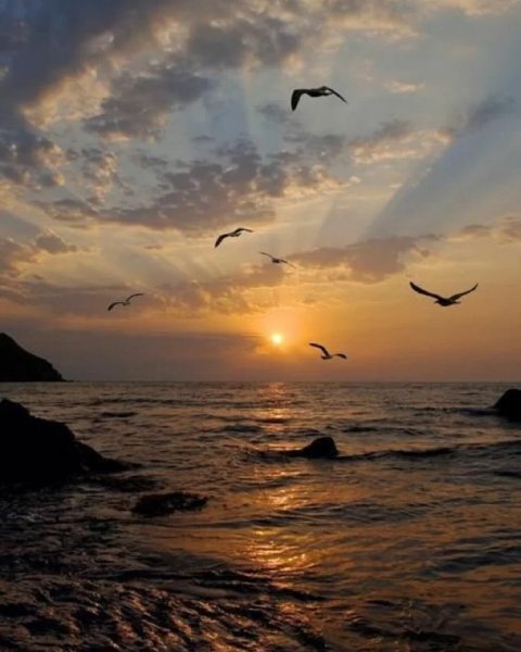 Птицы на закате