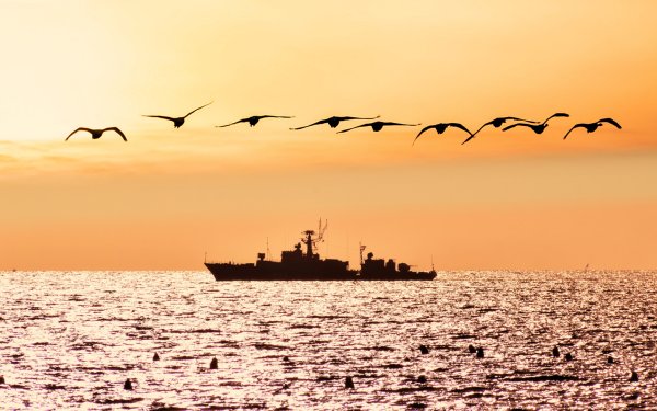 Море, Чайки