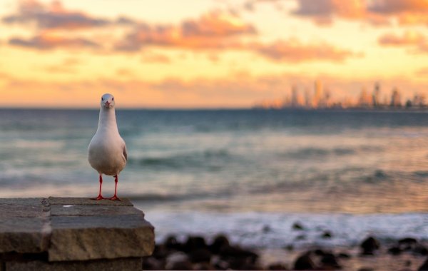 Птица на берегу моря