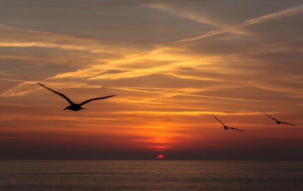 Полет птицы над морем