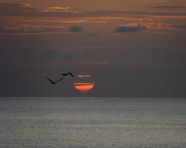 Чайки на закате