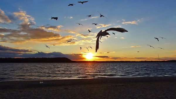 Море солнце Чайки