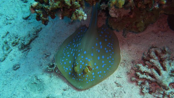 Рыбки красного моря Скат